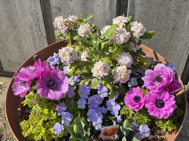 植木鉢の中の寄せ植え