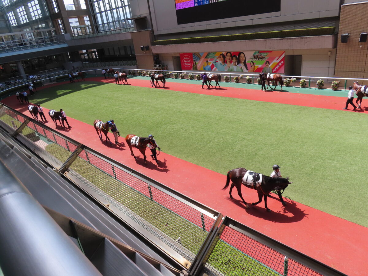 福島競馬場2階パドックで馬が歩いている画像